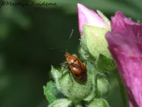 Rode halsbandwants [Deraeocoris ruber]